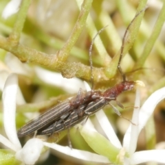 Syllitus microps (Longicorn or Longhorn beetle) at WendyM's farm at Freshwater Ck. - 10 Feb 2023 by WendyEM