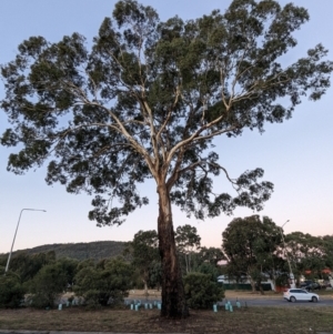 Eucalyptus melliodora at Kambah, ACT - 12 Jun 2024