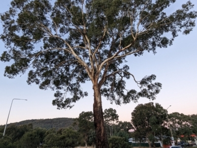 Eucalyptus melliodora (Yellow Box) at Kambah, ACT - 12 Jun 2024 by HelenCross