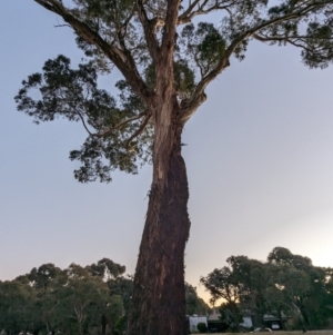 Eucalyptus melliodora at Kambah, ACT - 12 Jun 2024