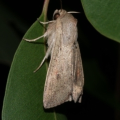 Mythimna (Pseudaletia) convecta (Common Armyworm) at WendyM's farm at Freshwater Ck. - 12 Feb 2023 by WendyEM