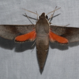 Hippotion scrofa at WendyM's farm at Freshwater Ck. - 21 Feb 2023 01:43 AM