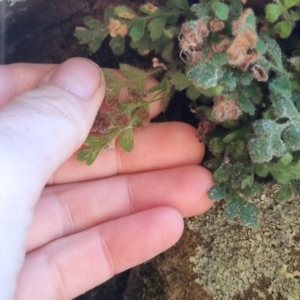 Asplenium subglandulosum at QPRC LGA - suppressed