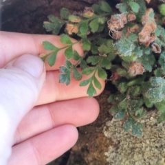 Asplenium subglandulosum at QPRC LGA - suppressed