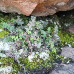 Asplenium subglandulosum at QPRC LGA - suppressed