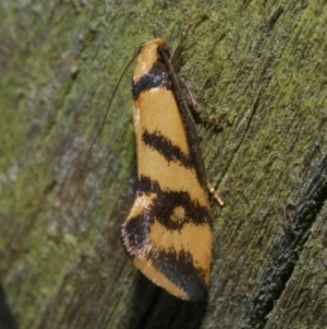 Olbonoma triptycha at WendyM's farm at Freshwater Ck. - 21 Feb 2023 01:50 AM