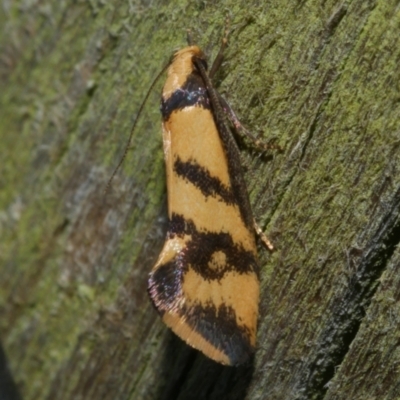 Olbonoma triptycha (Chezela Group) at WendyM's farm at Freshwater Ck. - 20 Feb 2023 by WendyEM