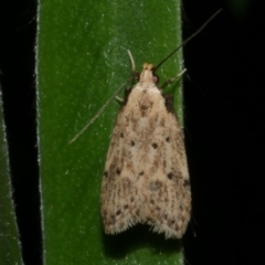 Atheropla decaspila (A concealer moth) at WendyM's farm at Freshwater Ck. - 21 Feb 2023 by WendyEM