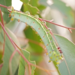 Opodiphthera eucalypti (Emperor Gum Moth) at WendyM's farm at Freshwater Ck. - 22 Feb 2023 by WendyEM