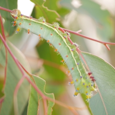 Opodiphthera eucalypti (Emperor Gum Moth) at WendyM's farm at Freshwater Ck. - 22 Feb 2023 by WendyEM