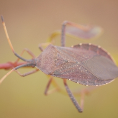 Amorbus alternatus (Eucalyptus Tip Bug) at WendyM's farm at Freshwater Ck. - 22 Feb 2023 by WendyEM