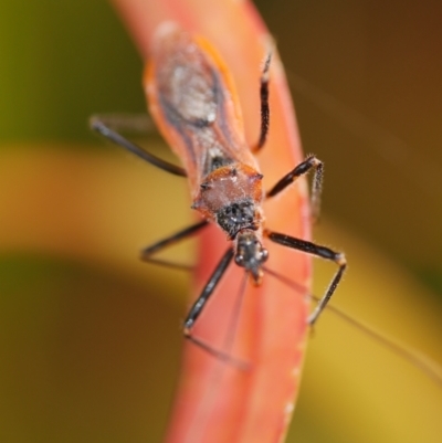 Gminatus australis (Orange assassin bug) at WendyM's farm at Freshwater Ck. - 22 Feb 2023 by WendyEM