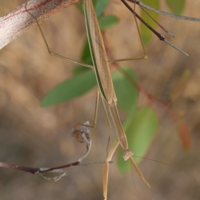 Tenodera australasiae (Purple-winged mantid) at WendyM's farm at Freshwater Ck. - 22 Feb 2023 by WendyEM