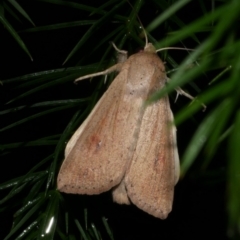 Mythimna (Pseudaletia) convecta (Common Armyworm) at WendyM's farm at Freshwater Ck. - 25 Feb 2023 by WendyEM