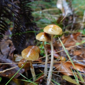 Protostropharia semiglobata at Namadgi National Park - 12 Jun 2024 10:22 AM