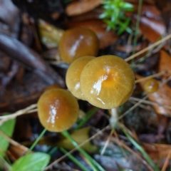 Protostropharia semiglobata at Namadgi National Park - 12 Jun 2024 10:22 AM