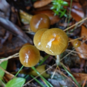 Protostropharia semiglobata at Namadgi National Park - 12 Jun 2024 10:22 AM