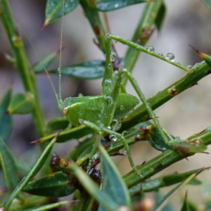 Caedicia simplex at Namadgi National Park - 12 Jun 2024