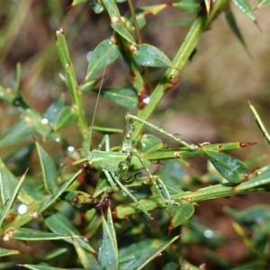 Caedicia simplex at Namadgi National Park - 12 Jun 2024