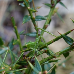 Caedicia simplex at Namadgi National Park - 12 Jun 2024