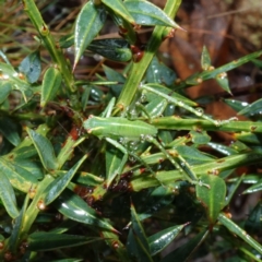 Caedicia simplex at Namadgi National Park - 12 Jun 2024