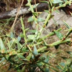 Caedicia simplex at Namadgi National Park - 12 Jun 2024