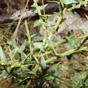 Caedicia simplex at Namadgi National Park - 12 Jun 2024