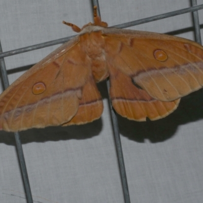 Opodiphthera helena (Helena Gum Moth) at WendyM's farm at Freshwater Ck. - 21 Feb 2023 by WendyEM