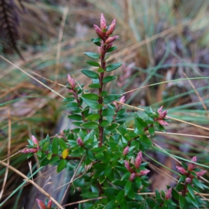 Acrotriche leucocarpa at Namadgi National Park - 12 Jun 2024 10:31 AM