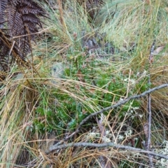 Acrotriche leucocarpa at Namadgi National Park - 12 Jun 2024 10:31 AM