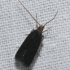 Lecithocera (genus) (A Gelechioid moth (Lecithoceridae)) at WendyM's farm at Freshwater Ck. - 20 Feb 2023 by WendyEM