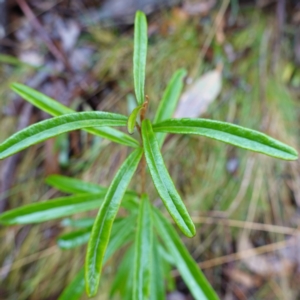 Astrotricha ledifolia at Namadgi National Park - 12 Jun 2024