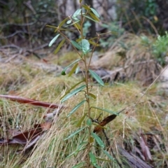 Astrotricha ledifolia at Namadgi National Park - 12 Jun 2024