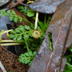 Leptinella filicula (Mountain Cotula) at Namadgi National Park - 12 Jun 2024 by RobG1