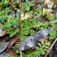 Leptinella filicula at Namadgi National Park - 12 Jun 2024