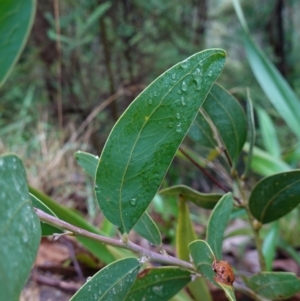 Acacia obliquinervia at Namadgi National Park - 12 Jun 2024