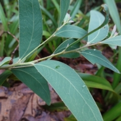 Acacia obliquinervia at Namadgi National Park - 12 Jun 2024