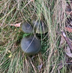 Cortinarius austrovenetus (Green Skinhead) at Namadgi National Park - 8 Jun 2024 by W