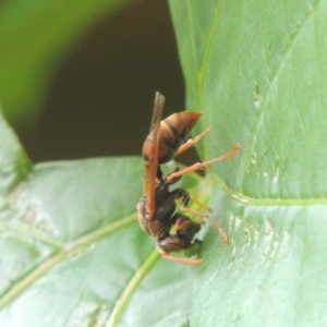 Polistes (Polistella) humilis at Pollinator-friendly garden Conder - 9 Jan 2024