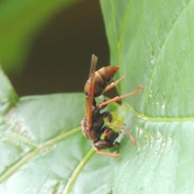 Polistes (Polistella) humilis (Common Paper Wasp) at Pollinator-friendly garden Conder - 9 Jan 2024 by MichaelBedingfield