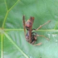 Polistes (Polistella) humilis at Pollinator-friendly garden Conder - 9 Jan 2024