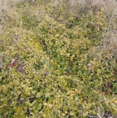 Vinca major at Narrabundah, ACT - 13 Jun 2024