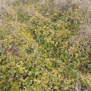 Vinca major at Narrabundah, ACT - 13 Jun 2024