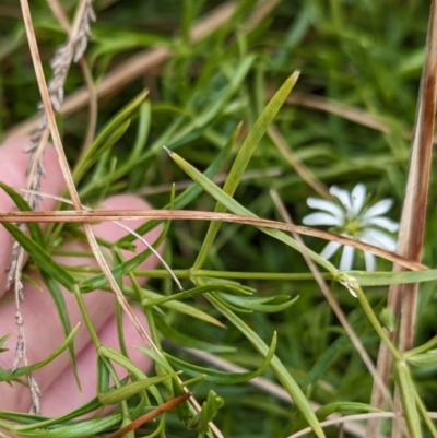 Stellaria angustifolia (Swamp Starwort) at The Pinnacle - 13 Jun 2024 by CattleDog