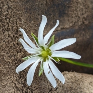 Stellaria angustifolia at The Pinnacle - 13 Jun 2024