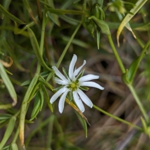 Stellaria angustifolia at The Pinnacle - 13 Jun 2024