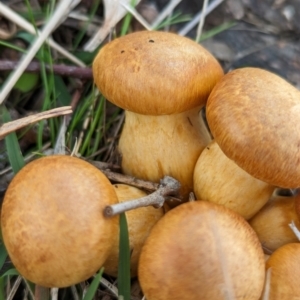 Gymnopilus junonius at The Pinnacle - 13 Jun 2024 10:44 AM