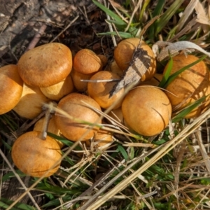 Gymnopilus junonius at The Pinnacle - 13 Jun 2024 10:44 AM