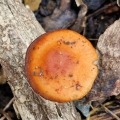 Leratiomcyes ceres (Red Woodchip Fungus) at Sullivans Creek, Lyneham South - 13 Jun 2024 by trevorpreston