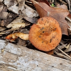 Leratiomcyes ceres at Sullivans Creek, Lyneham South - 13 Jun 2024